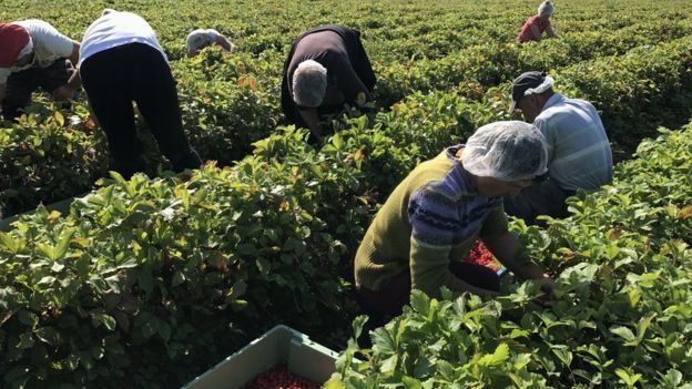 Farm jobs in UK for foreigners