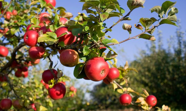 Fruit Picking Jobs Italy