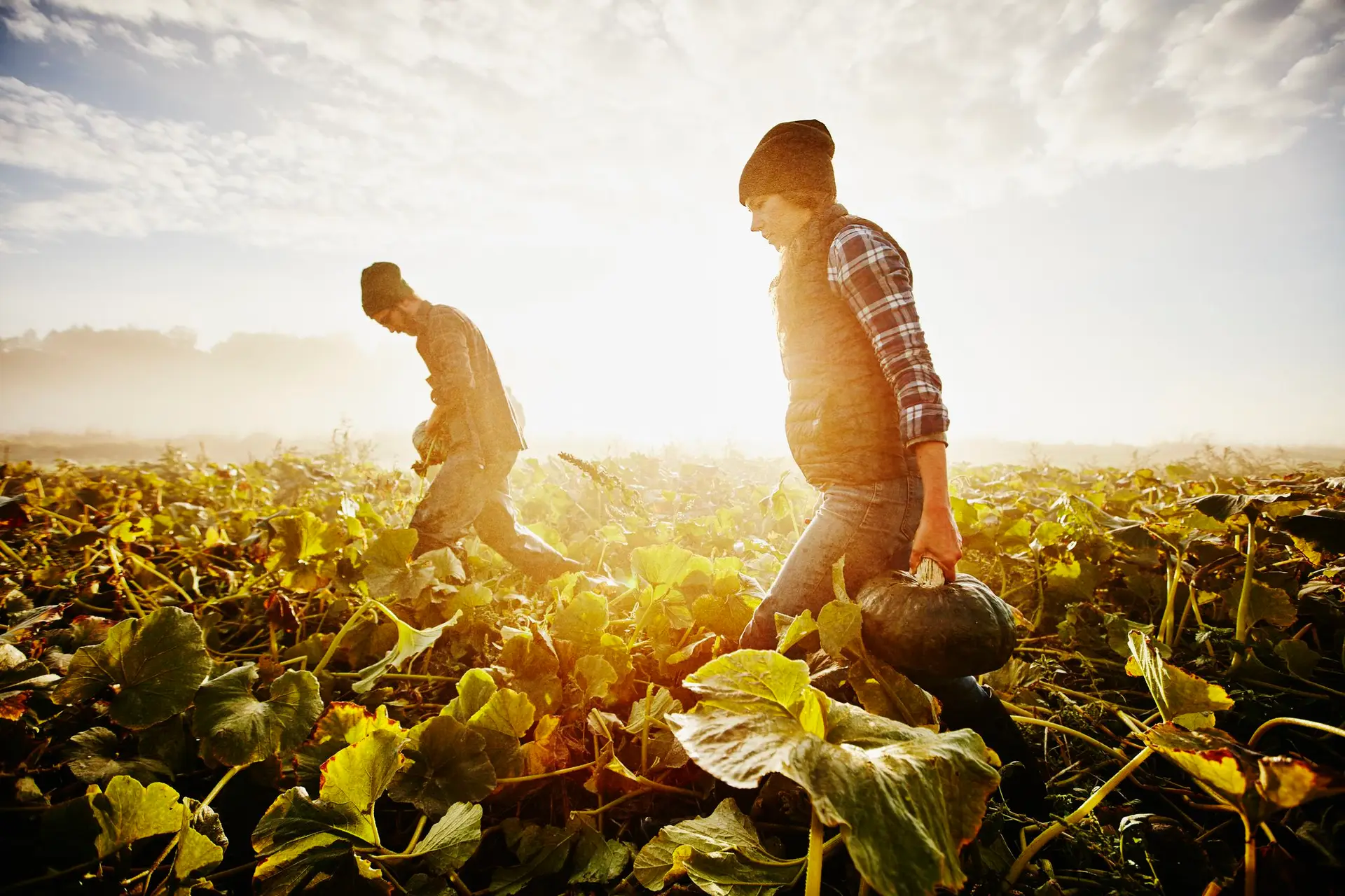 Organic Farm Jobs California 2025/2026 Apply Now! 1 Organic Farm Jobs California