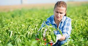farm jobs in New Zealand