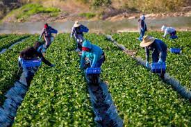 Farm Jobs In Amsterdam For Foreigners